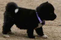 NTF4, a female Akita for sale in Anza, CA – 7 of 8