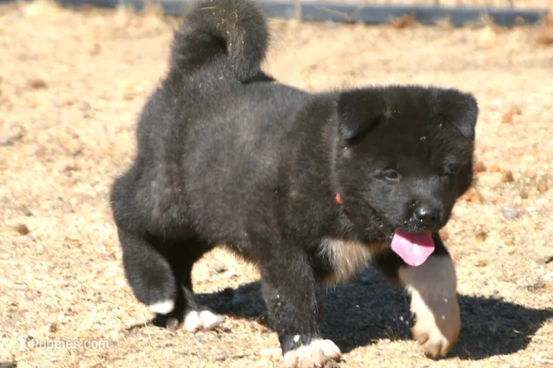 LFF1  – Akita puppy for sale in Anza, CA