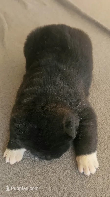 DMM1 – Akita puppy for sale in Anza, CA