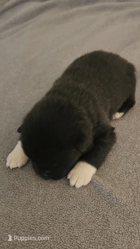 EOM3 – Akita puppy for sale in Anza, CA