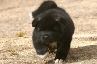 DMF1 SOLD MELISSA, a female Akita for sale in Anza, CA – 6 of 9