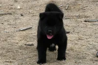PKF1 HOLD, a female Akita for sale in Anza, CA – 5 of 10