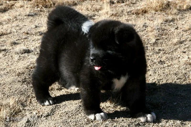 DMF1  – Akita puppy for sale in Anza, CA