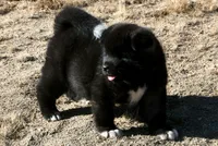 DMF1 SOLD MELISSA, a female Akita for sale in Anza, CA – 2 of 9