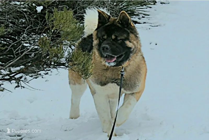 MKM2 – Akita puppy for sale in Anza, CA