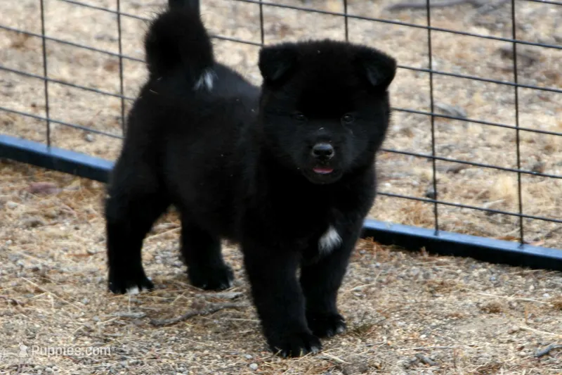PKF1 – Akita puppy for sale in Anza, CA