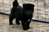 PKF1 HOLD, a female Akita for sale in Anza, CA – 1 of 10