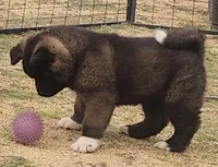 DMM1 HOLD HACHI JEFTE/HAZEL, a male Akita for sale in Anza, CA – 3 of 10