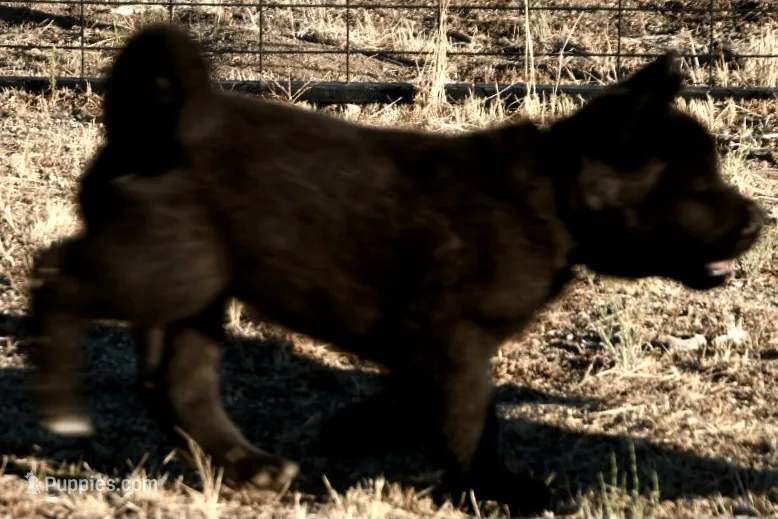 NTF1 – Akita puppy for sale in Anza, CA