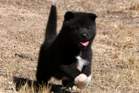 LFF1, a female Akita for sale in Anza, CA – 7 of 10