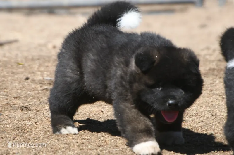 DMM1 – Akita puppy for sale in Anza, CA