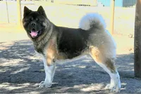 MKF2, a  Akita for sale in Anza, CA – 3 of 6