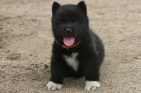 NTF3, a female Akita for sale in Anza, CA – 6 of 8