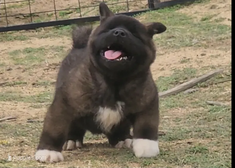 DMM1 – Akita puppy for sale in Anza, CA
