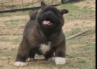 DMM1 HOLD HACHI JEFTE/HAZEL, a male Akita for sale in Anza, CA – 1 of 10