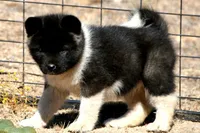 EOF0, a female Akita for sale in Anza, CA – 6 of 8