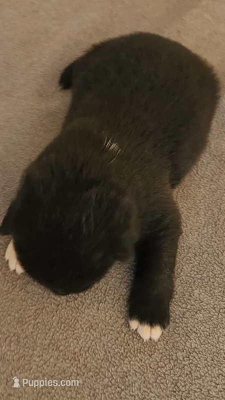 EOF2  HOLD KEVIN – Akita puppy on hold in Anza, CA