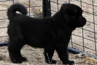 PKF1 HOLD, a female Akita for sale in Anza, CA – 3 of 10
