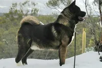 EOF1, a  Akita for sale in Anza, CA – 6 of 9