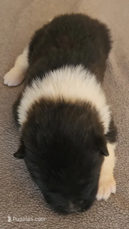 EOF1 – Akita puppy for sale in Anza, CA