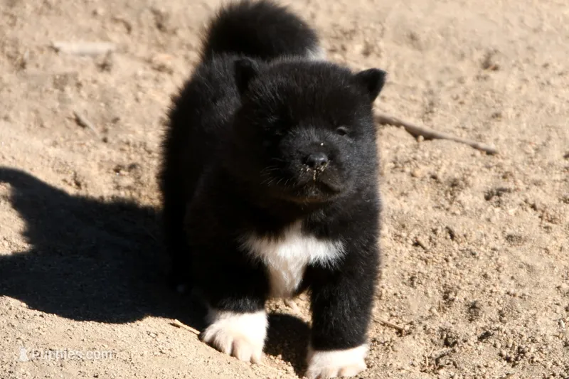 EOM2 – Akita puppy for sale in Anza, CA