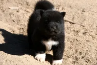 EOM2, a male Akita for sale in Anza, CA – 1 of 10