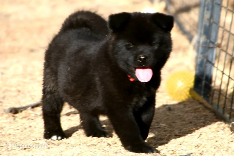 PKF1 HOLD – Akita puppy for sale in Anza, CA