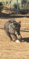 WMF2 , a female Akita for sale in Anza, CA – 4 of 8