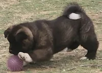 DMM1 HOLD HACHI JEFTE/HAZEL, a male Akita for sale in Anza, CA – 8 of 10