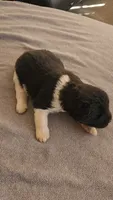 MKM2 HOLD, a male Akita for sale in Anza, CA – 2 of 5