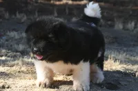 MKM2  LONG COAT, a male Akita for sale in Anza, CA – 5 of 6