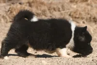 EOF1 HOLD, a female Akita for sale in Anza, CA – 6 of 10