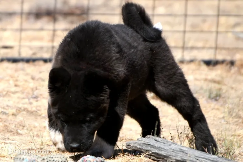 NTF2  – Akita puppy for sale in Anza, CA