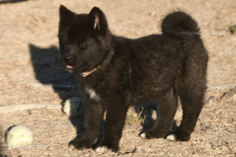 NTF1 – Akita puppy for sale in Anza, CA