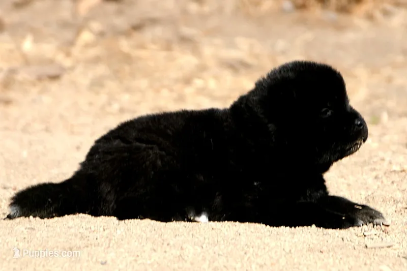 LFM2 – Akita puppy for sale in Anza, CA
