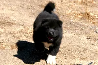 LFF1, a female Akita for sale in Anza, CA – 10 of 10