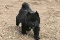 NTF1, a female Akita for sale in Anza, CA – 3 of 10