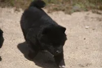 SZF1, a female Akita for sale in Anza, CA – Photo 10 of 10