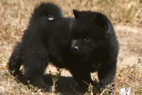 SZF1, a female Akita for sale in Anza, CA – Photo 4 of 10