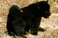 SZF1, a female Akita for sale in Anza, CA – Photo 6 of 10
