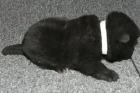 SZF1 , a female Akita for sale in Anza, CA – Photo 8 of 8