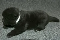 SZF1 , a female Akita for sale in Anza, CA – Photo 2 of 8