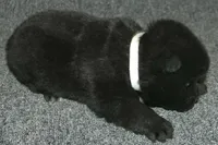 SZF1 , a female Akita for sale in Anza, CA – Photo 6 of 8