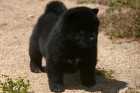 SZF1, a female Akita for sale in Anza, CA – Photo 3 of 10