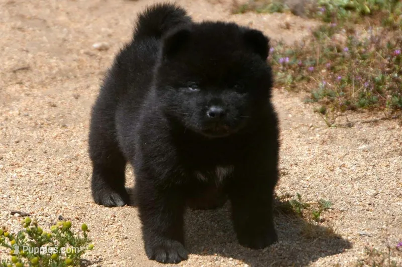 SZF1  – Akita puppy for sale in Anza, CA