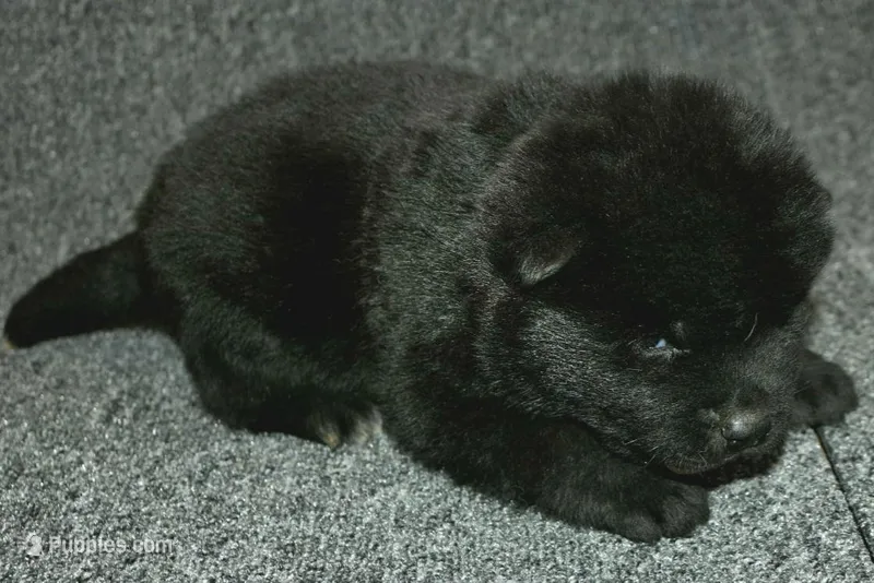SZF1  – Akita puppy for sale in Anza, CA