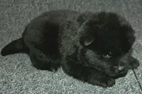 SZF1 , a female Akita for sale in Anza, CA – Photo 1 of 8