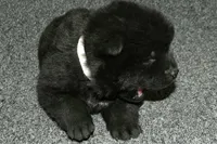 SZF1 , a female Akita for sale in Anza, CA – Photo 3 of 8