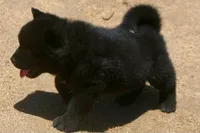 SZF1, a female Akita for sale in Anza, CA – Photo 2 of 10