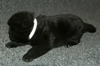 SZF1 , a female Akita for sale in Anza, CA – Photo 4 of 8